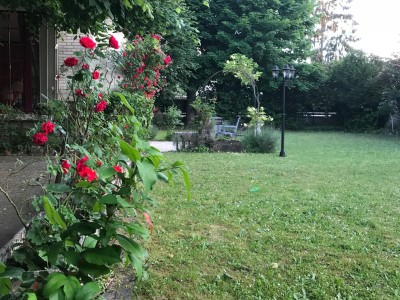 back garden new 1