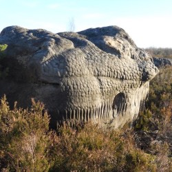 Forêt de Fontainebleau