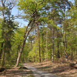 Forêt de Fontainebleau